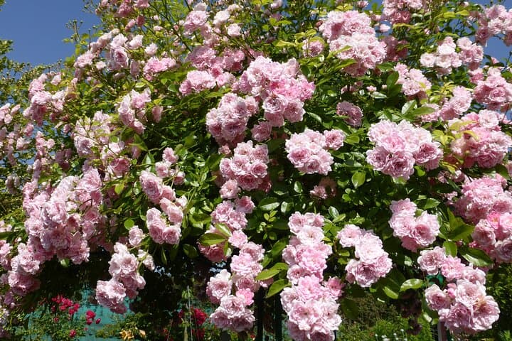 Giverny with small group