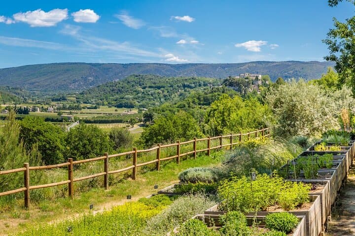 Private Provence Olive Oil & Wine Tasting + Vinaigrette Workshop