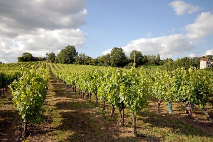 Explore Gaillac Wines Private Half Day Tour From Toulouse