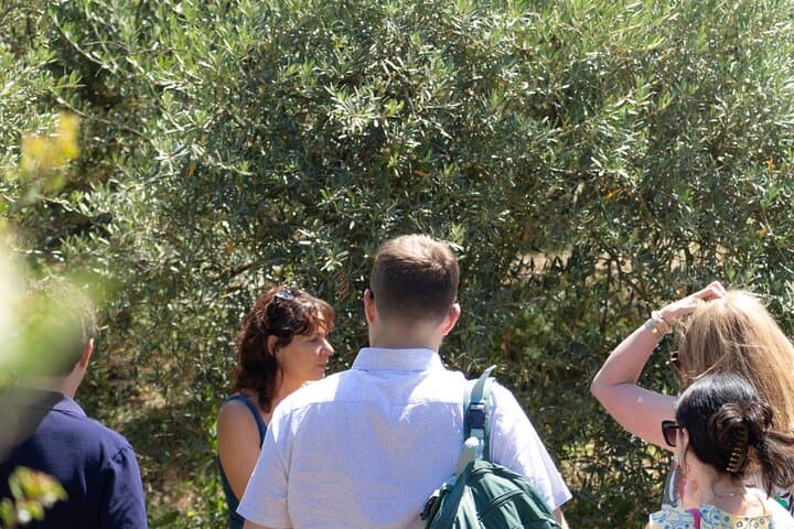 Private guided tour, olive grove in Salon de Provence.