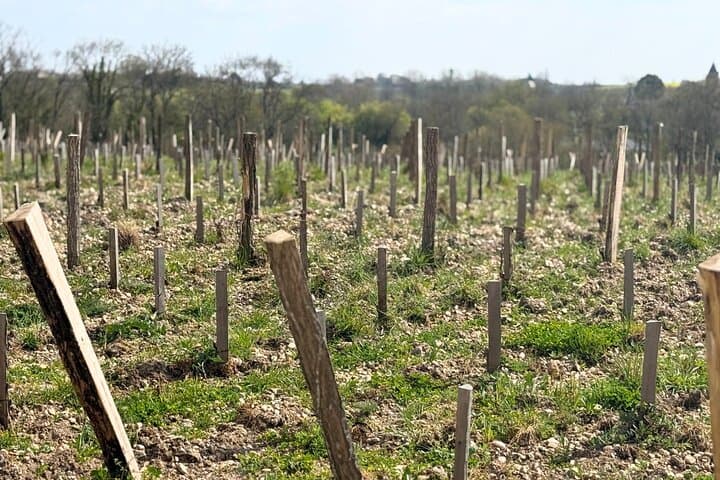 Medoc 1855 individual Half Day Wine Tour