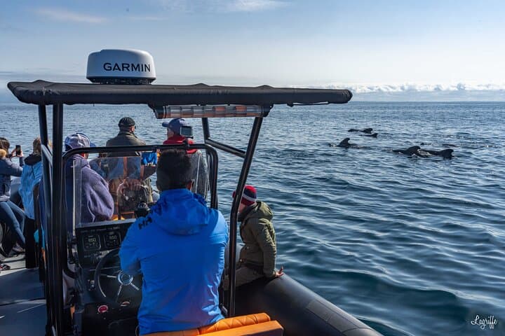 Cetacean Boat Tours in the Basque Country