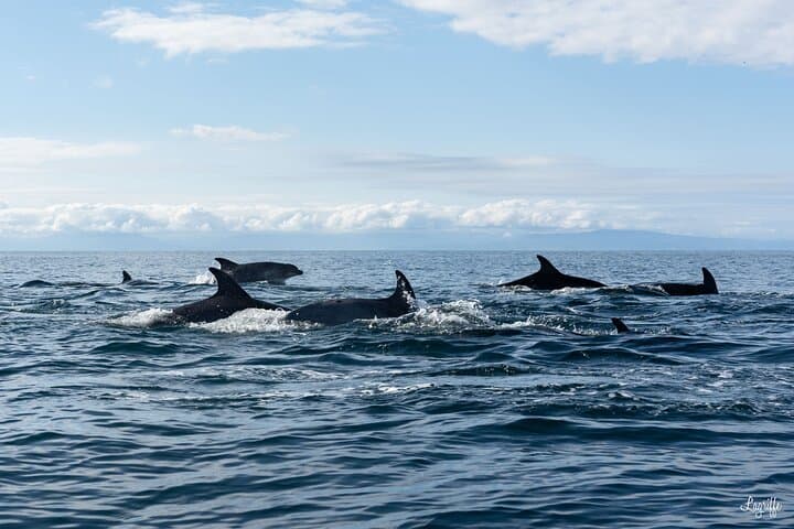 Bottlenose dolphins