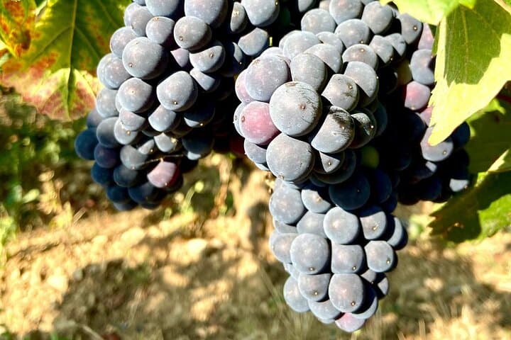 Bespoke Private Burgundy Wine Tour: Exclusive Wines & Wineries