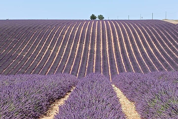 Provencal Elegance Lavender Olive Oil and Pistachio