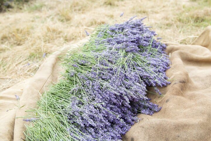 Picking DE lavender with the family in Chamaloc – take part in a unique workshop and leave with your bottle of handmade essential oil.