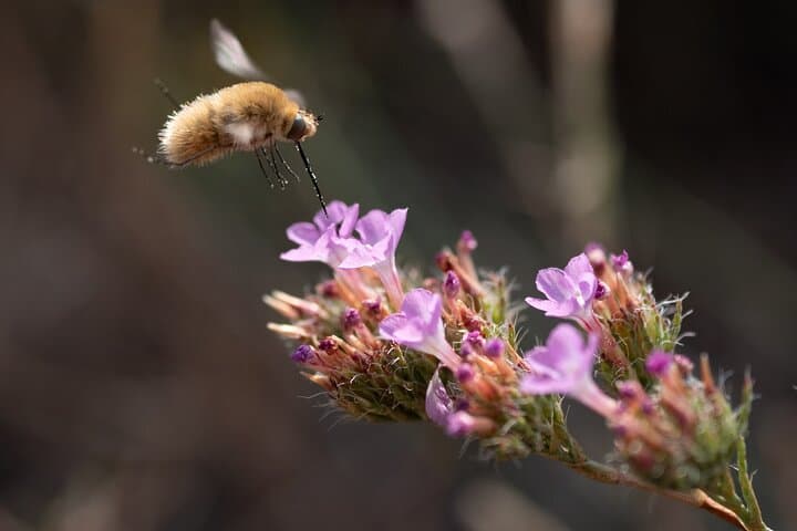 pollinator