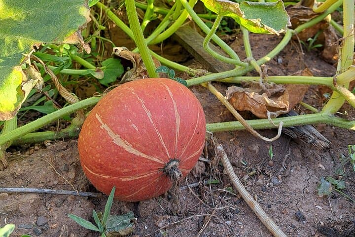 abundant vegetable gardens