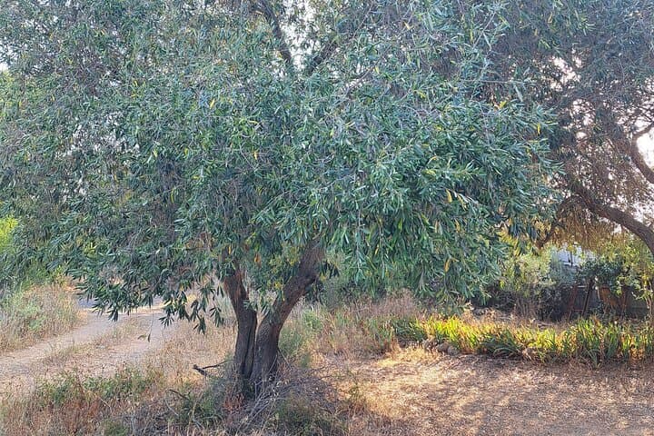 century-old olive tree