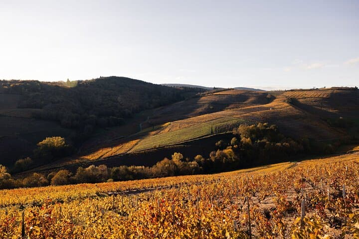 Beaujolais and Burgundy Private Winter Wine Day Tour From Lyon