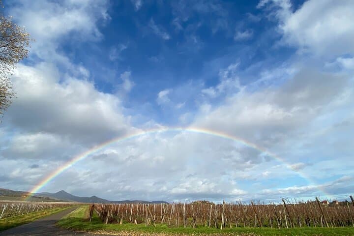 Rainbow in the vineyard