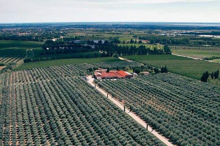 10,000 olive trees in organic agriculture