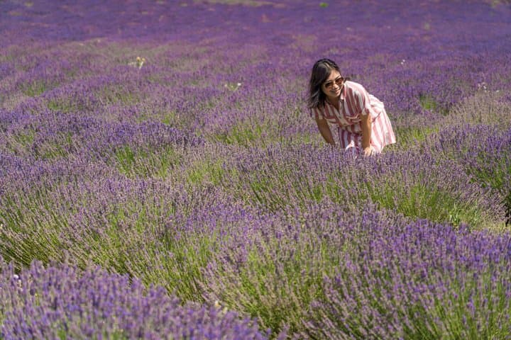 Lavender in Sault Small Group Half-Day Trip