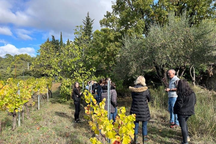 Extra Virgin Olive Oil tasting and fruit discovery