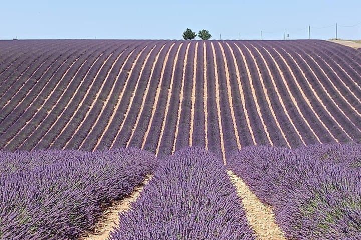 Provencal Elegance: Lavender & Olive Oil tasting
