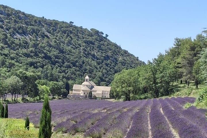 Provencal Elegance: Lavender & Olive Oil tasting