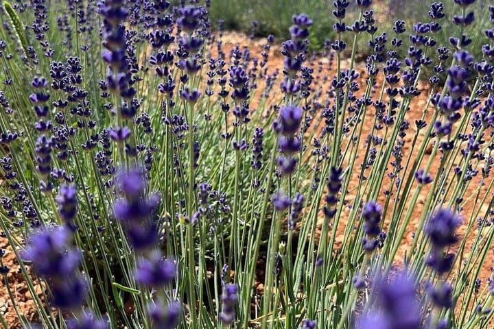 Provencal Elegance: Lavender & Olive Oil tasting