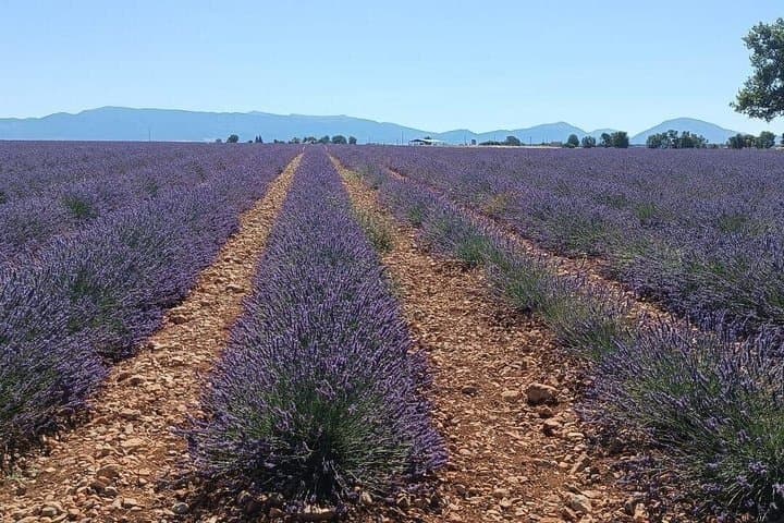 Provencal Elegance: Lavender & Olive Oil tasting