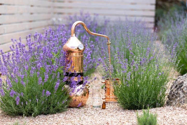 Private Shore Tour:Lavender Fields & Local Flavors from Marseille