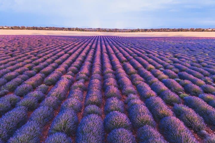 Private Shore Tour:Lavender Fields & Local Flavors from Marseille