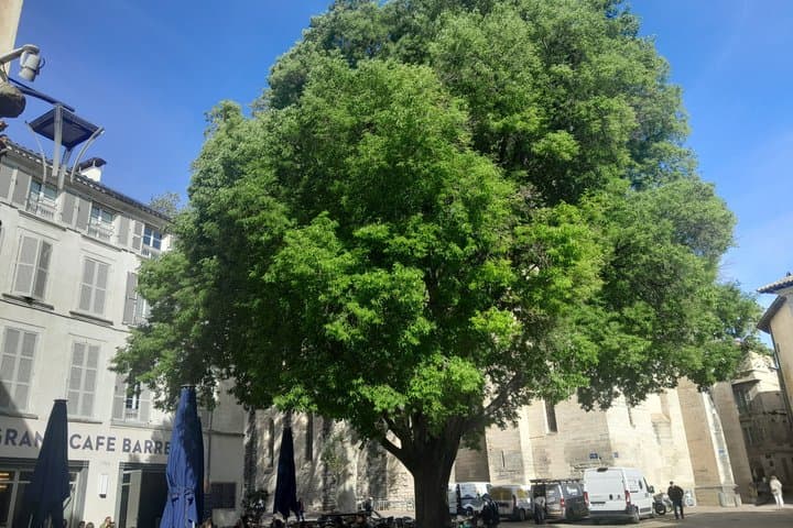 Avignon : walking tour of the most see-sights and hidden gems