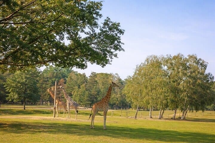 From Safari to Vikings A Family Day Tour