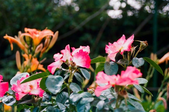 Giverny and Impressionism Private Tour