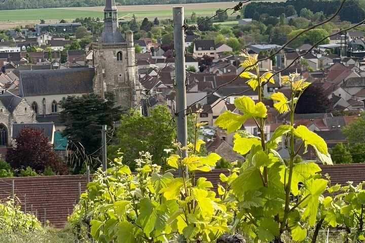 Gourmet walk to Aÿ Champagne Vineyard and Tasting