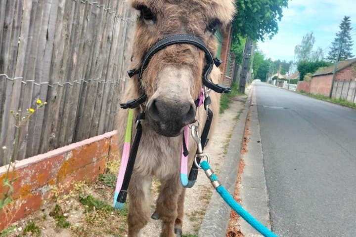 Donkey rides on foot