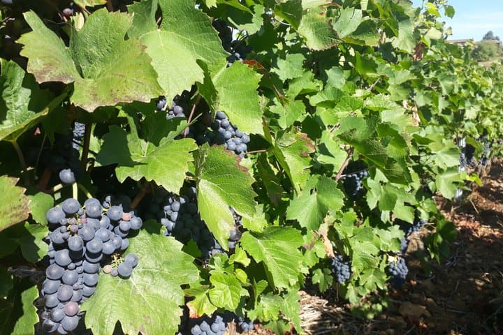 Exclusive Wine Tour and Tasting in the Rhone
