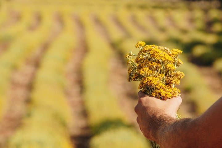 Visit to a distillery of Corsican Essential Oils