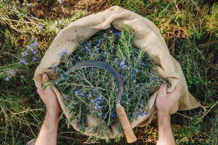 Visit to a distillery of Corsican Essential Oils