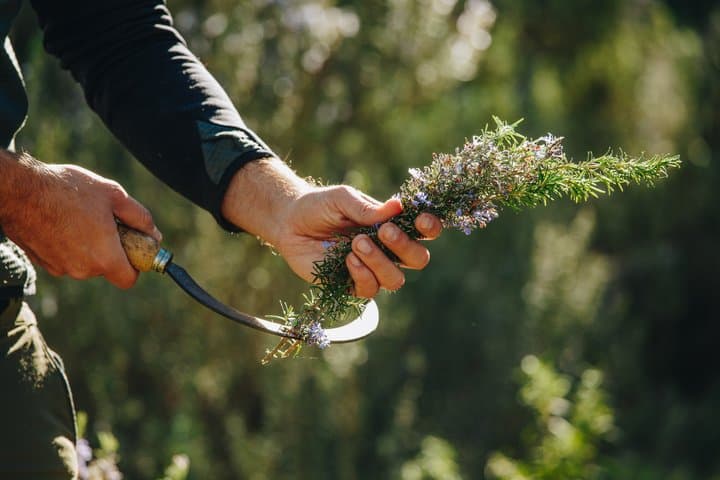 Visit to a distillery of Corsican Essential Oils