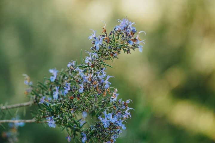 Visit to a distillery of Corsican Essential Oils