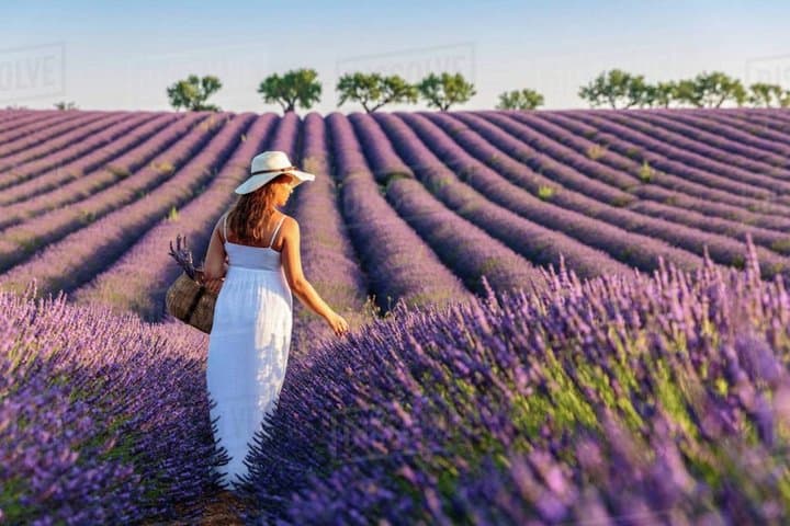 Lavender Tower of Valensole and Moustiers Sainte Marie