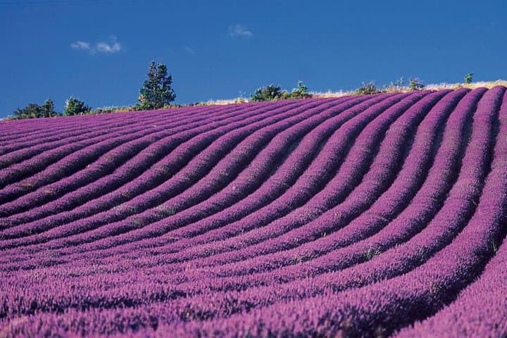 Lavender Tower of Valensole and Moustiers Sainte Marie