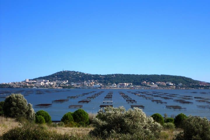 Private Half Day Wine and Oyster Tasting Tour from Cap d'Agde