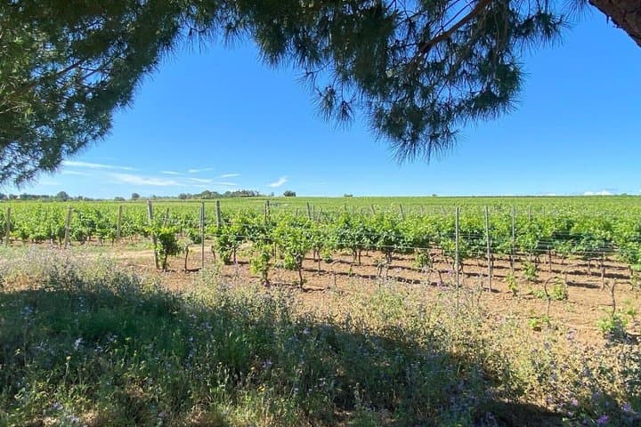 Private Half Day Wine and Oyster Tasting Tour from Cap d'Agde