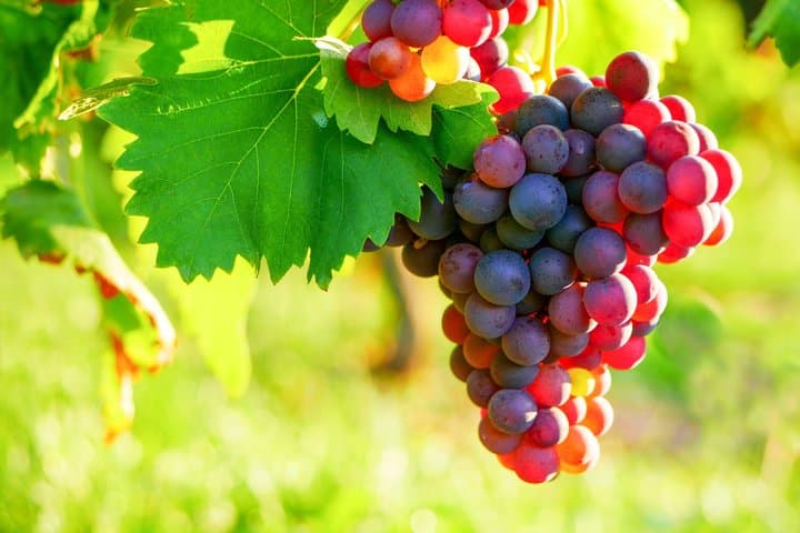 Nice to Antibes St Paul de Vence Private Wine Tour