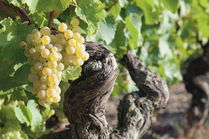 Local Craft Guide: Vineyard Tour, Winery & 6 Wines - Ammerschwihr