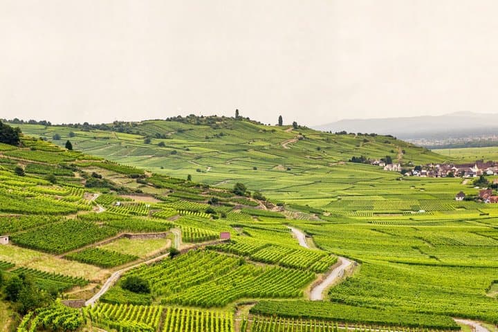 Local Craft Guide: Vineyard Tour, Winery & 6 Wines - Ammerschwihr