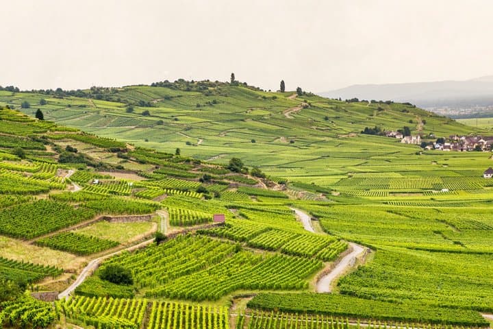 Local Craftsman Guide Vineyard Tour and 6 Orschwihr Wines
