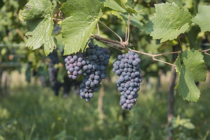 Local Craftsman Guide Vineyard Tour and 6 Orschwihr Wines