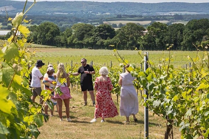 Private Wine and Culture Tour, The Essence of Alsace