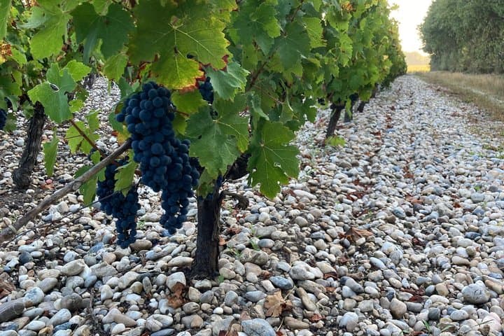 Bordeaux Wine Safari Tour Explore Vineyards and Wine Tasting