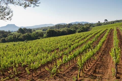Private Provençal Wine-Tasting Tour with Picnic Lunch from Cannes