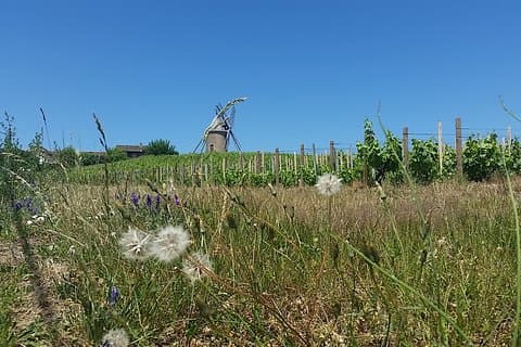 Beaujolais Region Wine Tasting Private Day Tour from Lyon