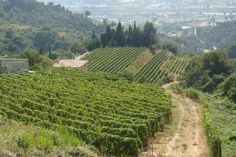 Stunning Provence !