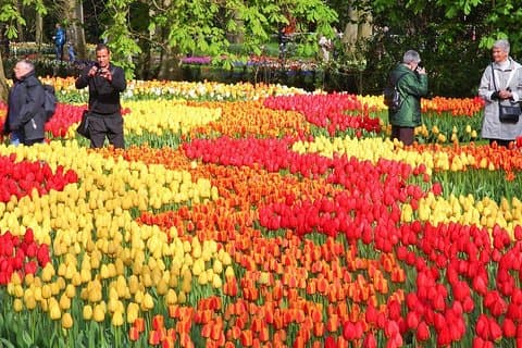 Visit Keukenhof between 21 March till 19 May with our tour; the beautiful garden of Europe!