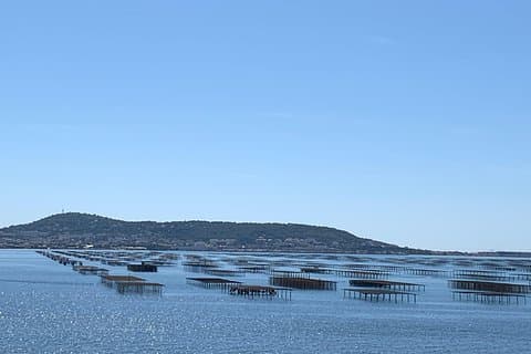the Thau lagoon